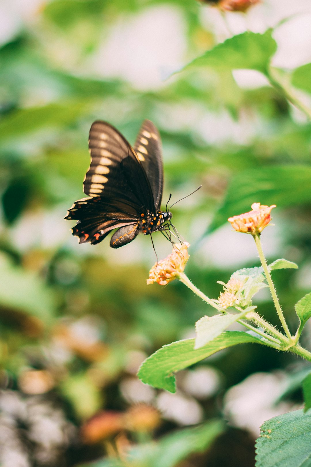 black and white butterfly perched on orange flower in close up photography during daytime