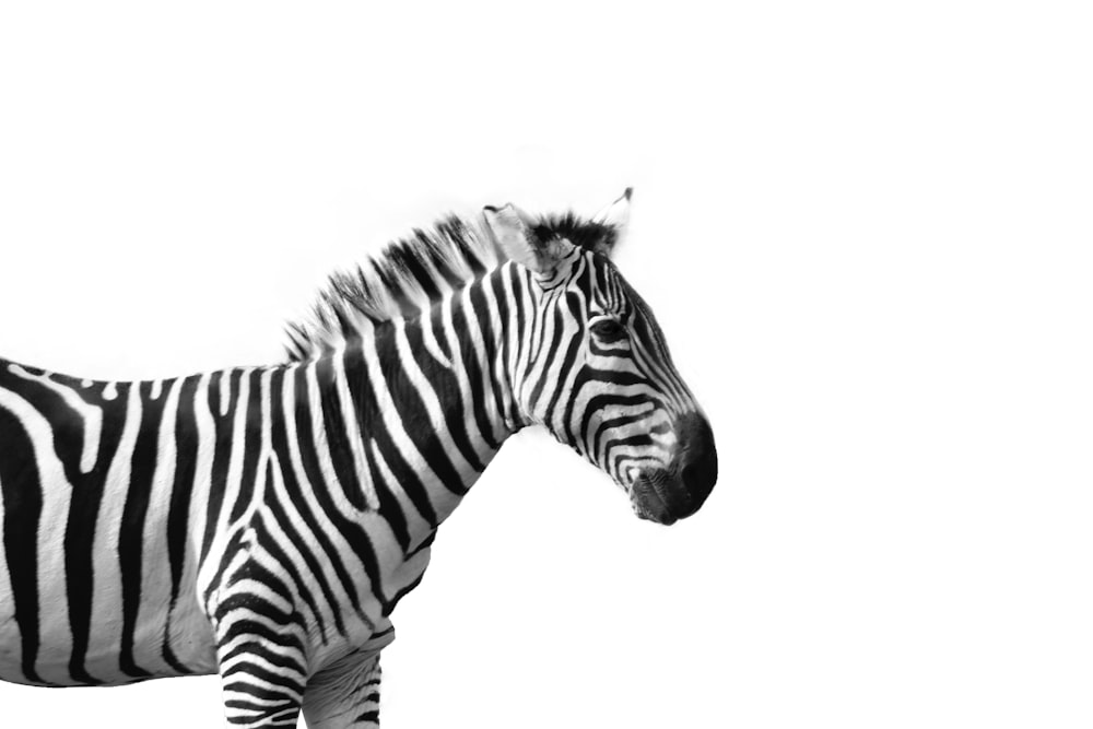 black and white zebra illustration