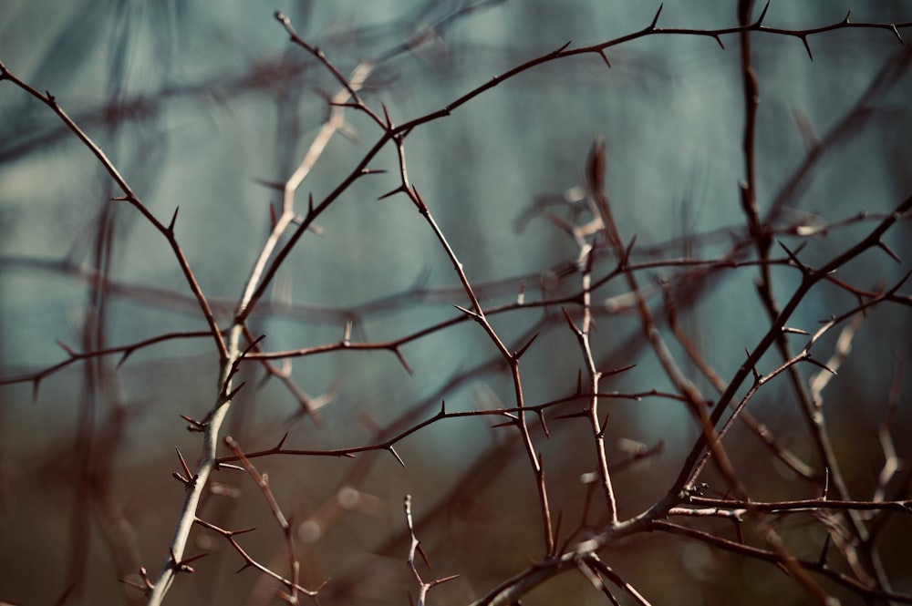 Ramo d'albero marrone con lente decentrabile