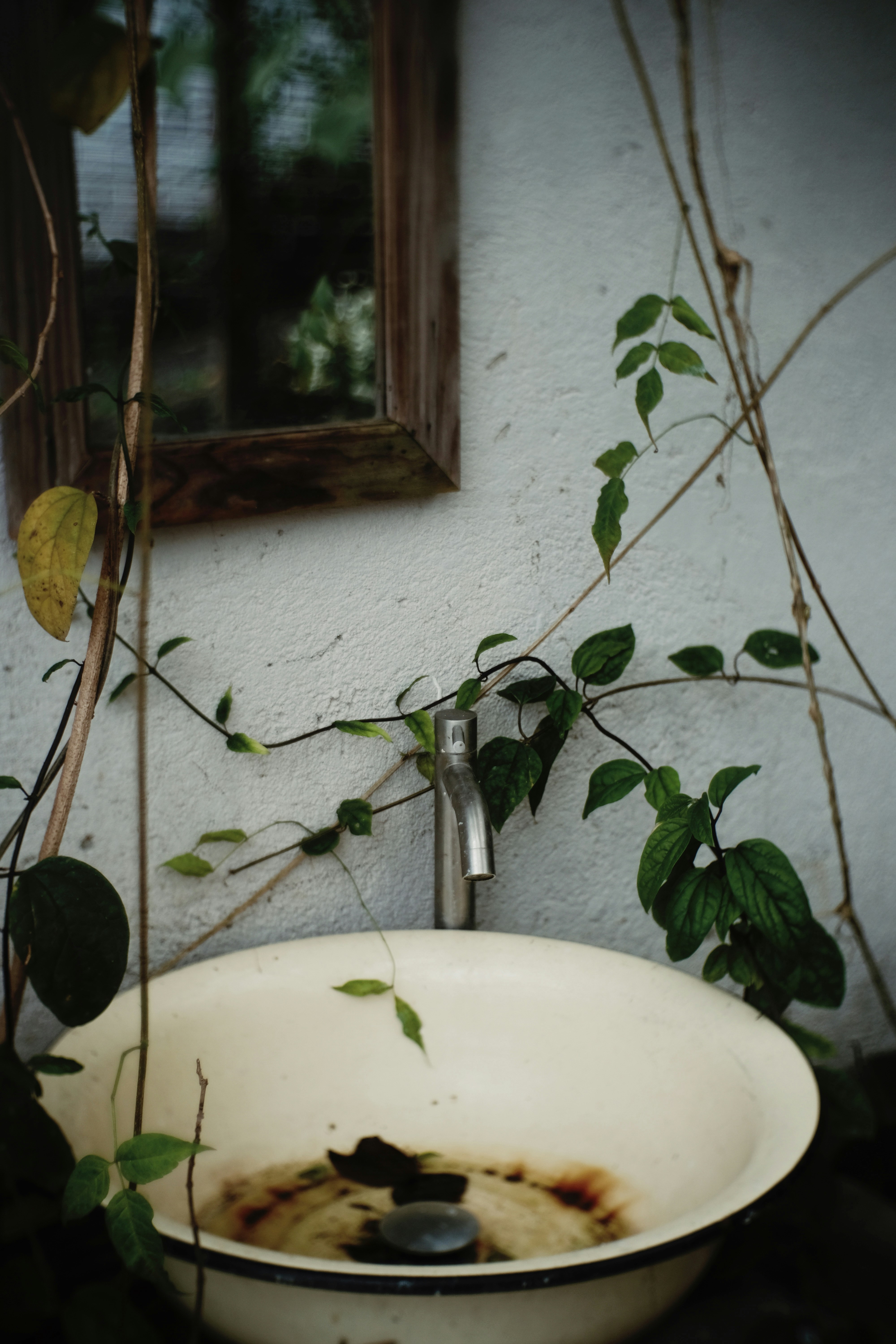 green plant on white ceramic sink