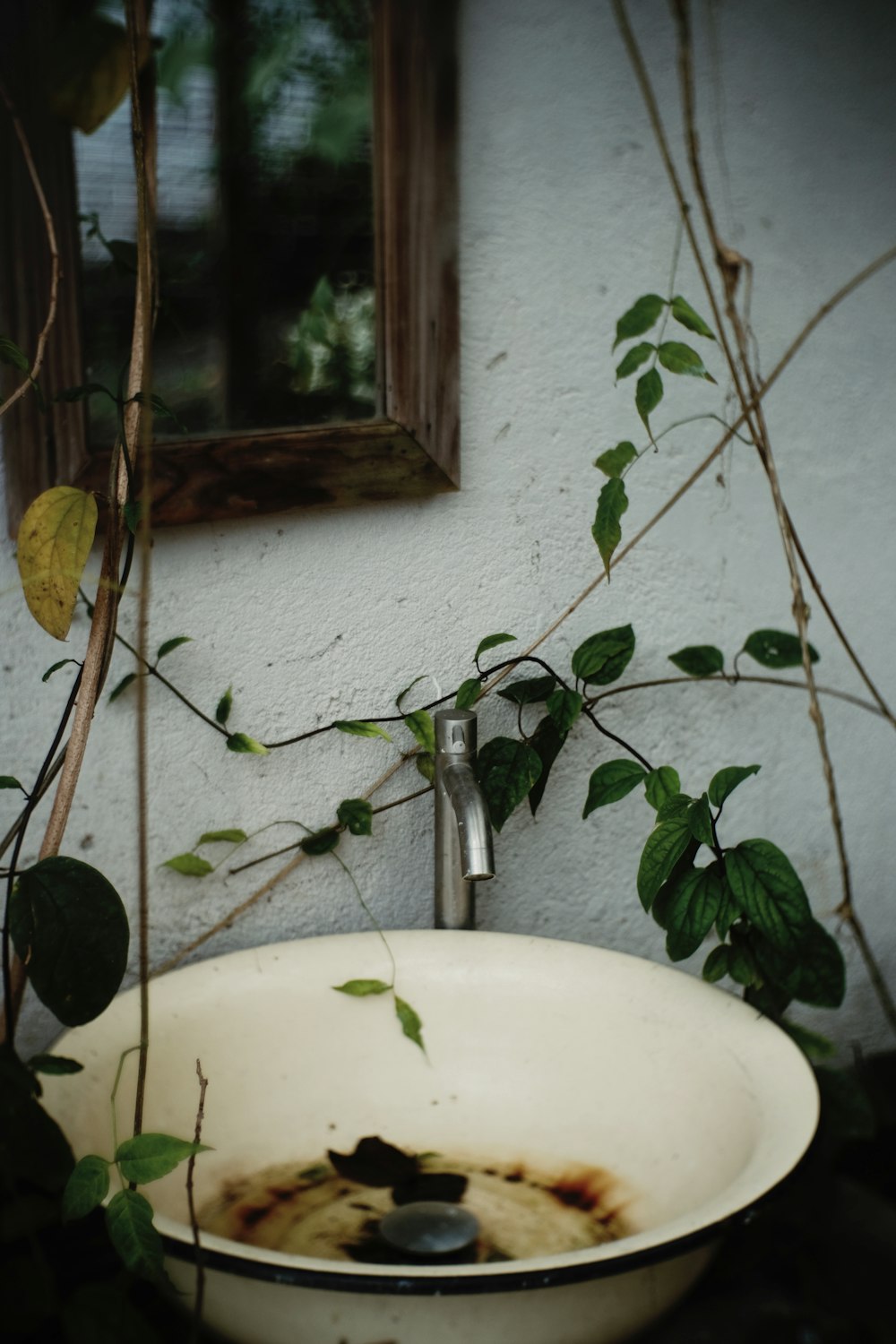 planta verde na pia da cerâmica branca