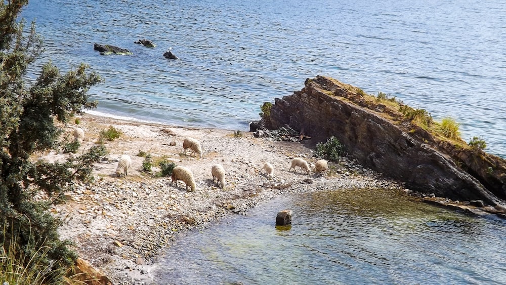 Manchots gris et noirs au bord de la mer pendant la journée