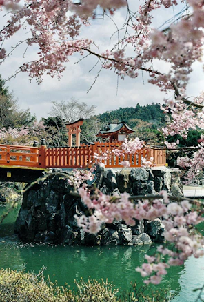 A red bridge and torii gate on a stone base surrounded by cherry blossoms