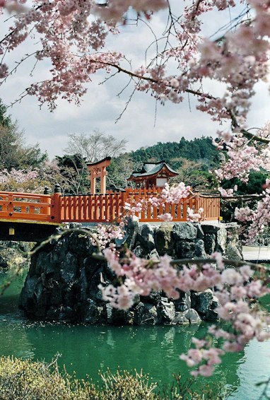 A red bridge and torii gate on a stone base surrounded by cherry blossoms