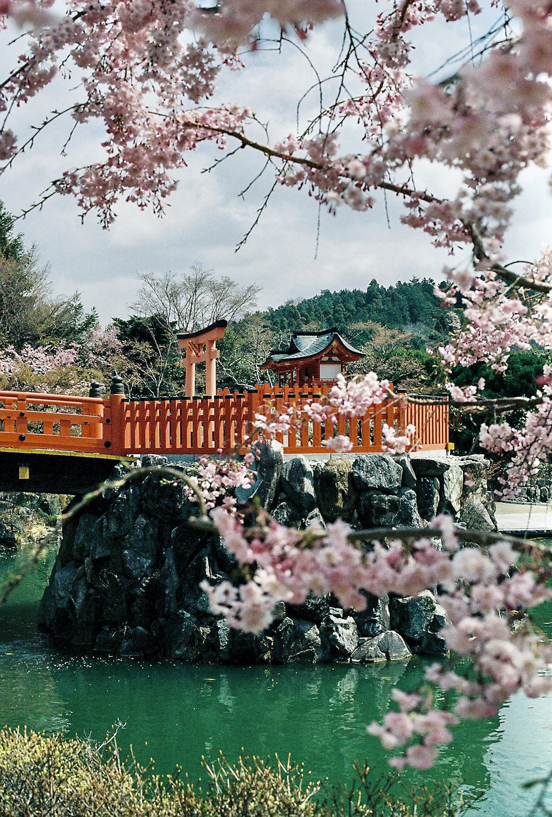 A red bridge and torii gate framed by cherry blossom