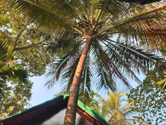 A tall coconut tree is viewed from below with a canopy of large green fronds extending outwards. The sky is visible through the gaps in the leaves, and surrounding foliage creates a lush backdrop. Part of a building with a green roof can be seen at the bottom of the frame.