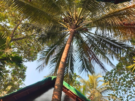 A tall coconut tree is viewed from below with a canopy of large green fronds extending outwards. The sky is visible through the gaps in the leaves, and surrounding foliage creates a lush backdrop. Part of a building with a green roof can be seen at the bottom of the frame.
