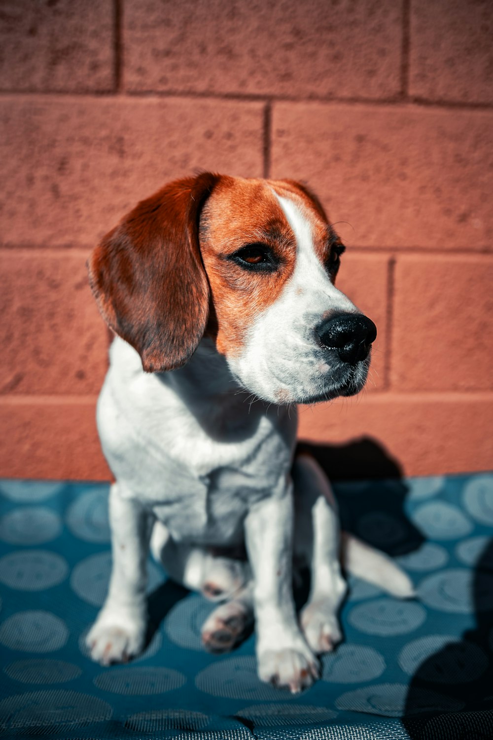 brown and white short coated dog