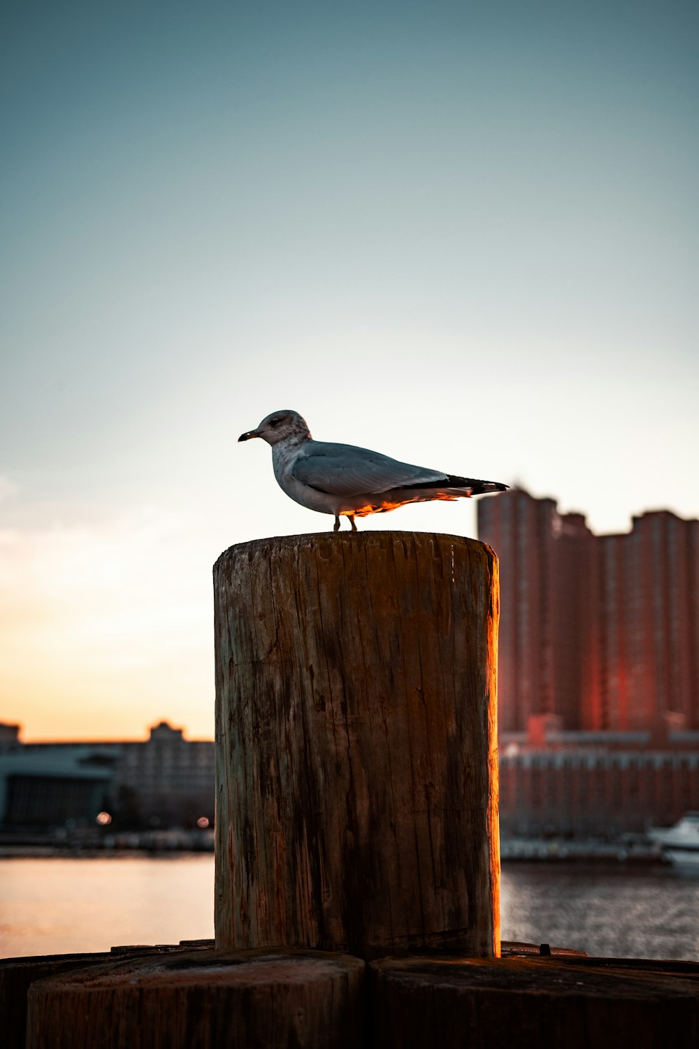 gray and white bird on brown wooden post during daytime
