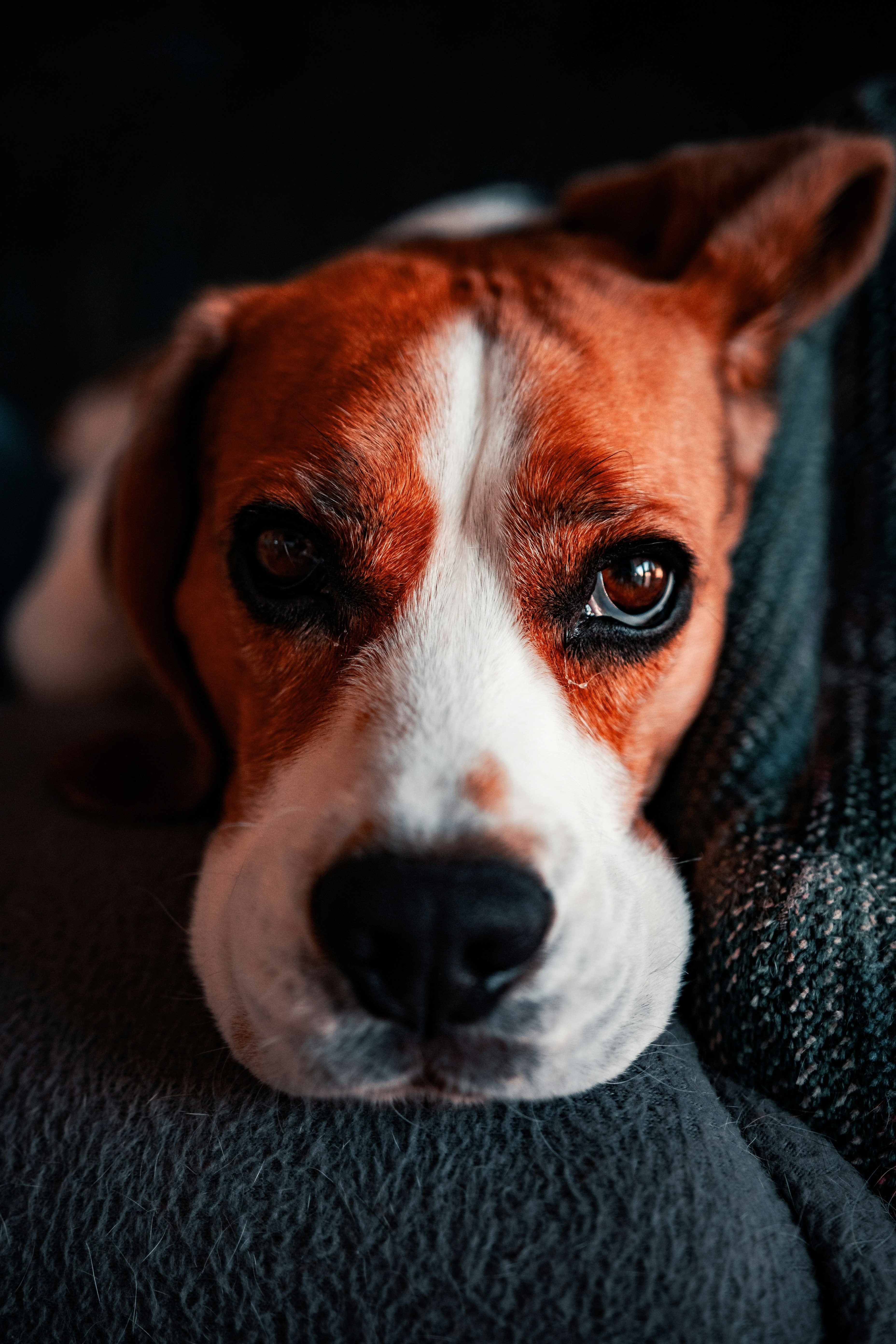 brown and white short coated dog on gray textile