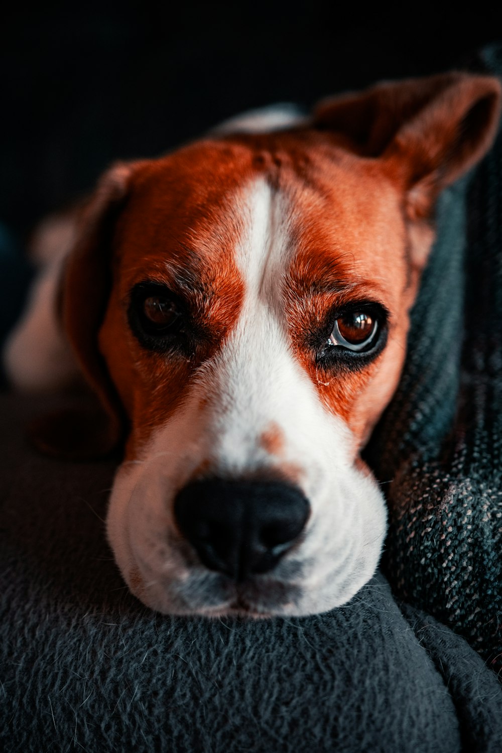 brown and white short coated dog on gray textile