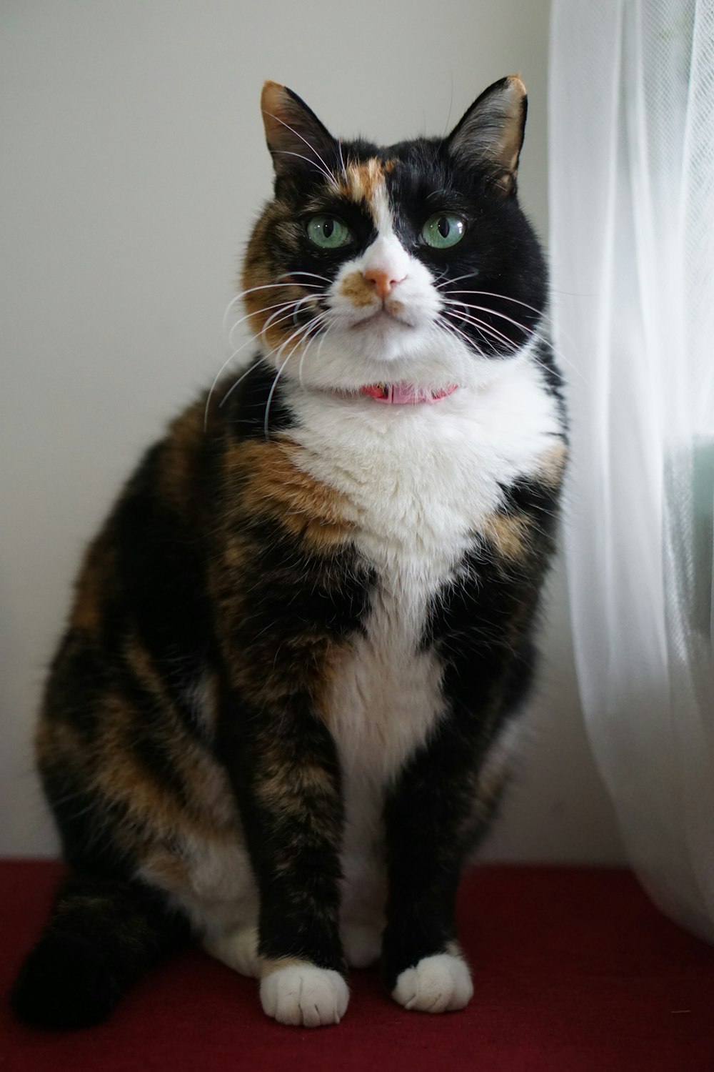 calico cat on brown wooden table