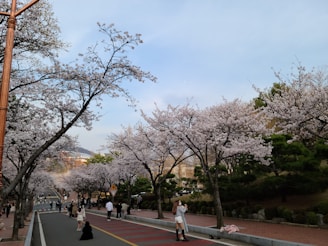 A friendly guide and tourist smiling together on a serene street in Kyoto during cherry blossom season.