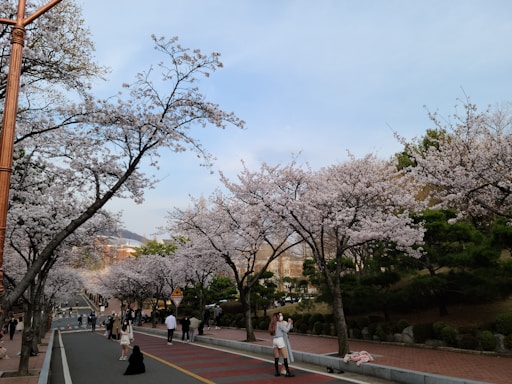 A friendly guide and tourist smiling together on a serene street in Kyoto during cherry blossom season.
