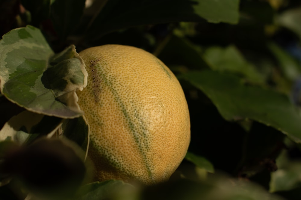 yellow fruit on green leaves