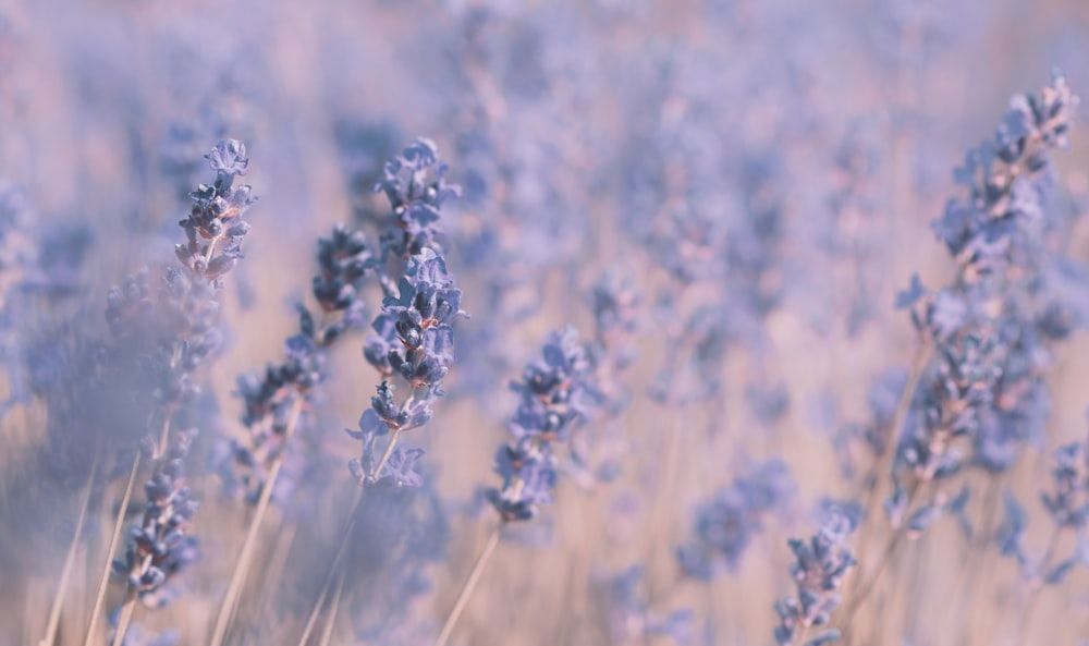 blue flowers in tilt shift lens