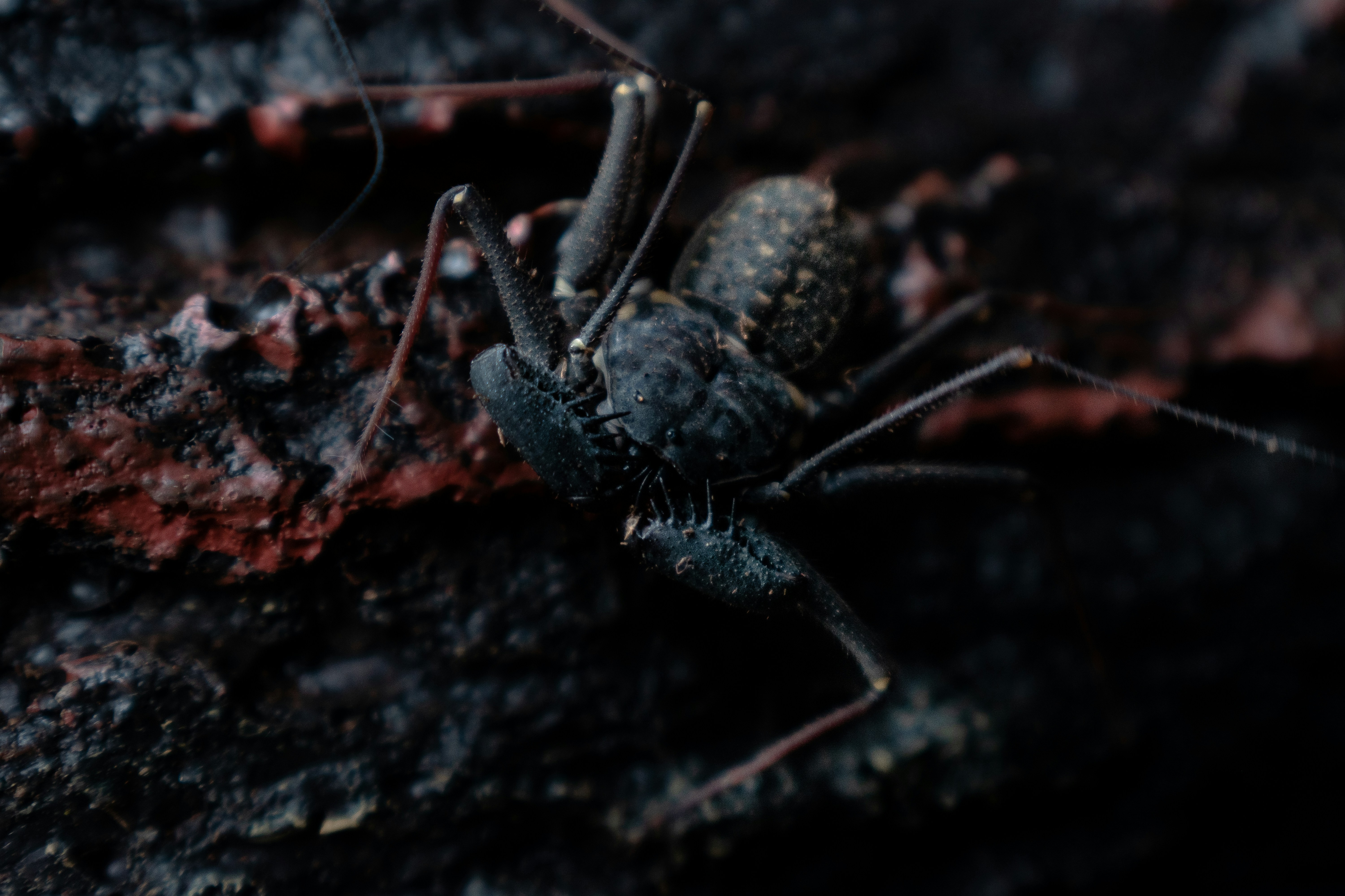 黒い岩の上の黒いクモ