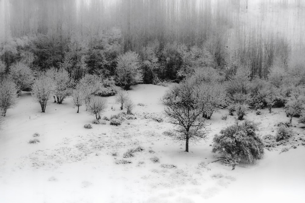 snow covered field and trees during daytime