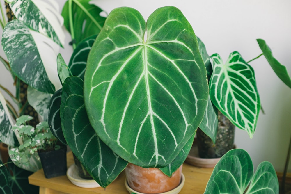 green and white plant on brown wooden pot