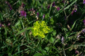 A vibrant green plant with small clustered flowers is surrounded by other foliage and purple wildflowers in a lush garden setting.