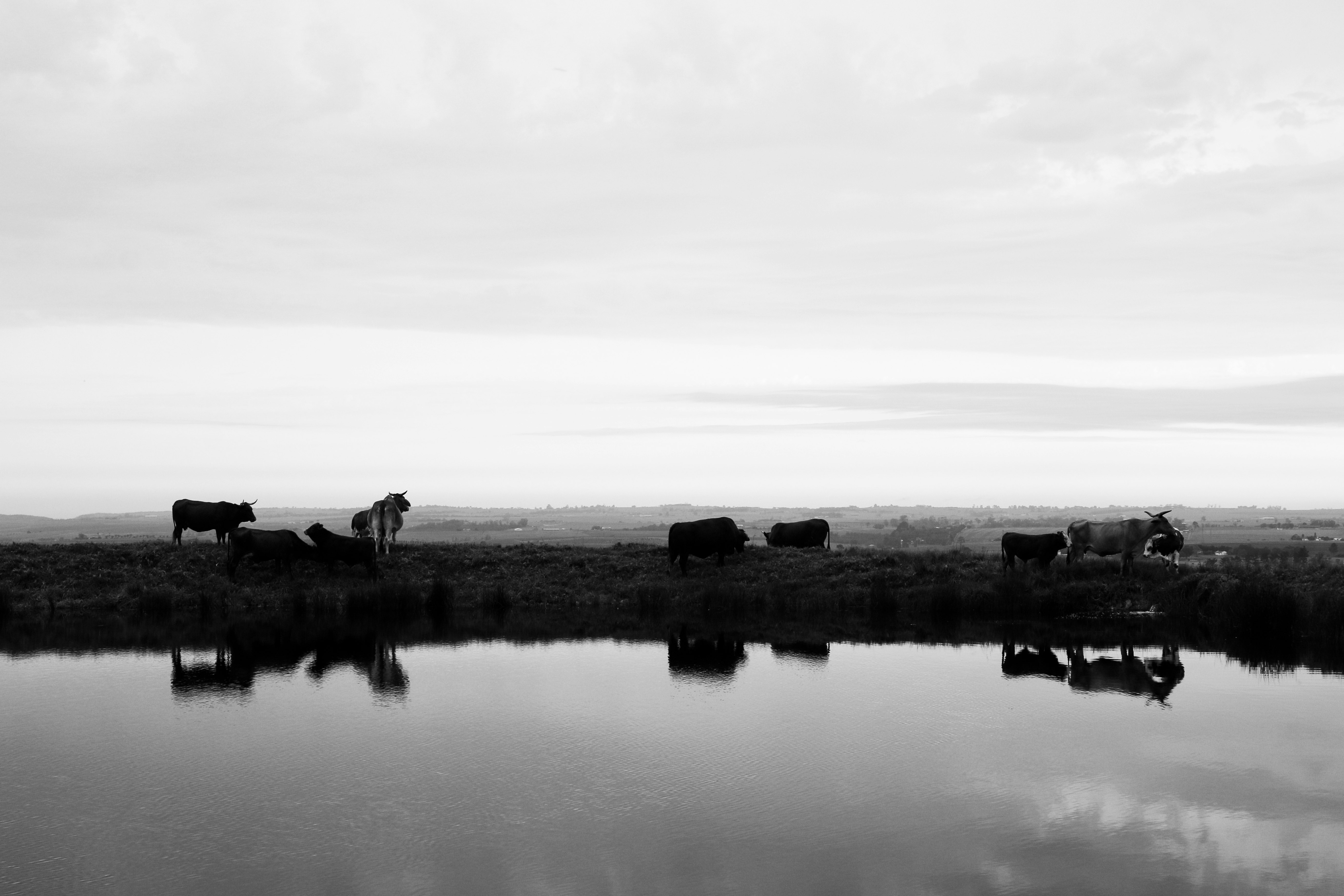 grayscale photo of horses on grass field near lake