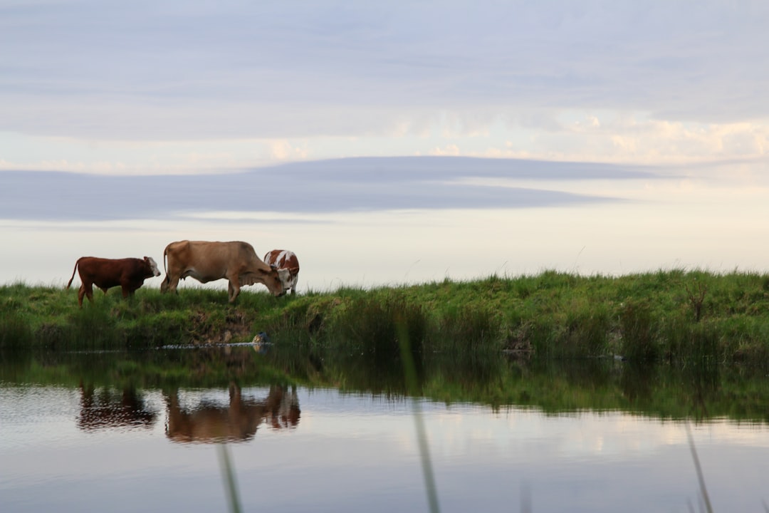 brown cow on green grass field near body of water during daytime