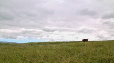 Wide open pasture with cattle grazing under a cloudy sky in Magdalena.
