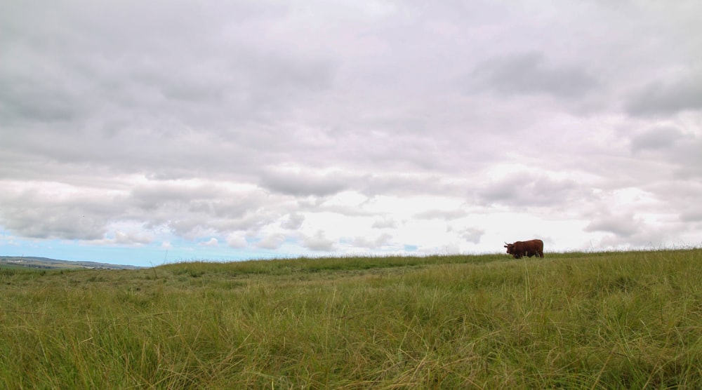 brown cow on green grass field under white clouds during daytime