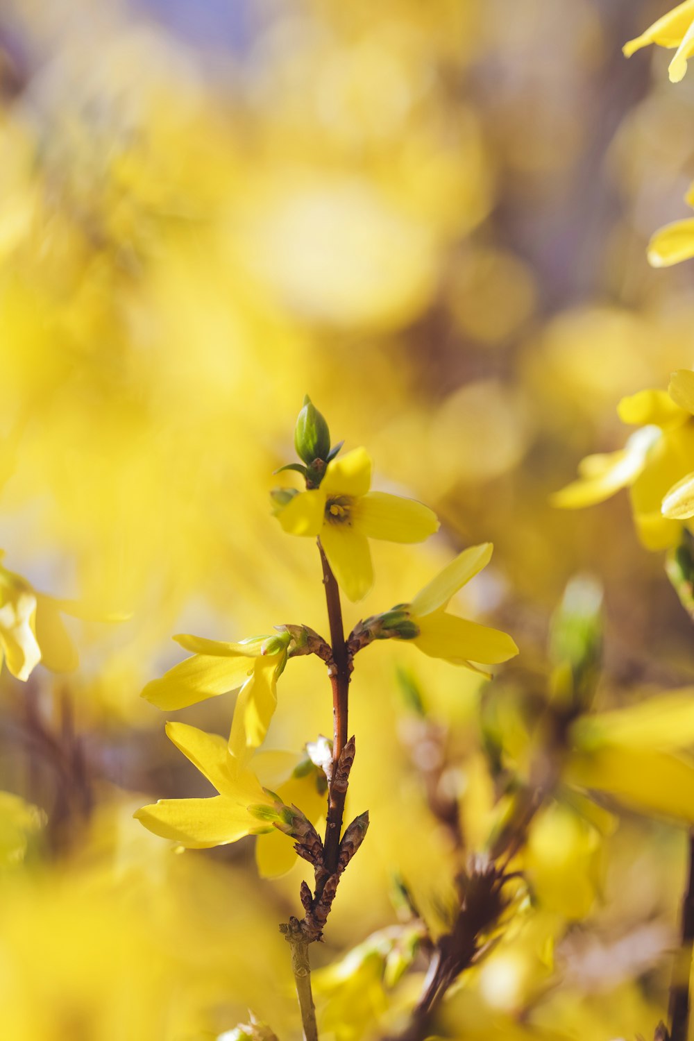 yellow flower in tilt shift lens