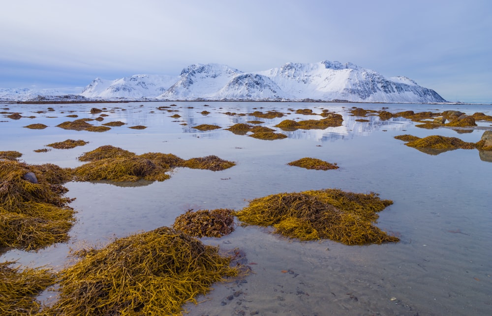 brown grass on snow covered ground near snow covered mountain during daytime