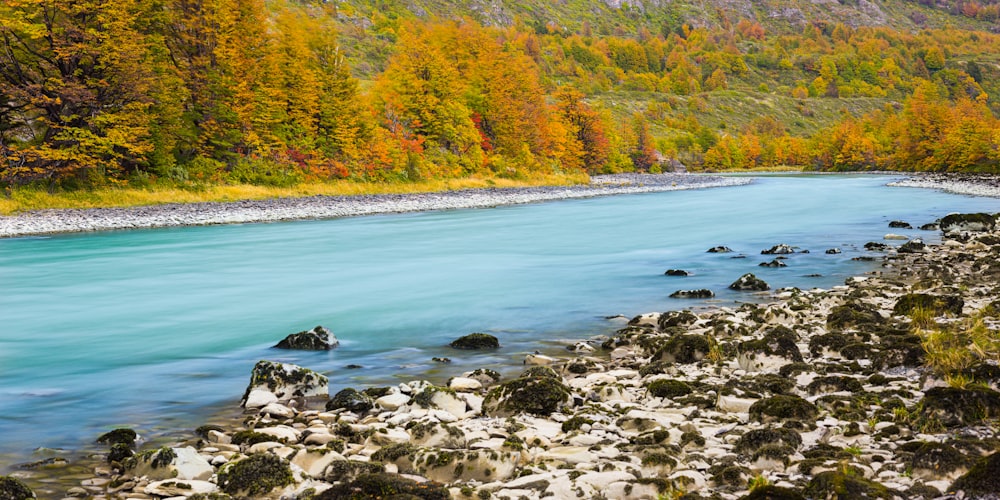 green and brown trees beside river during daytime