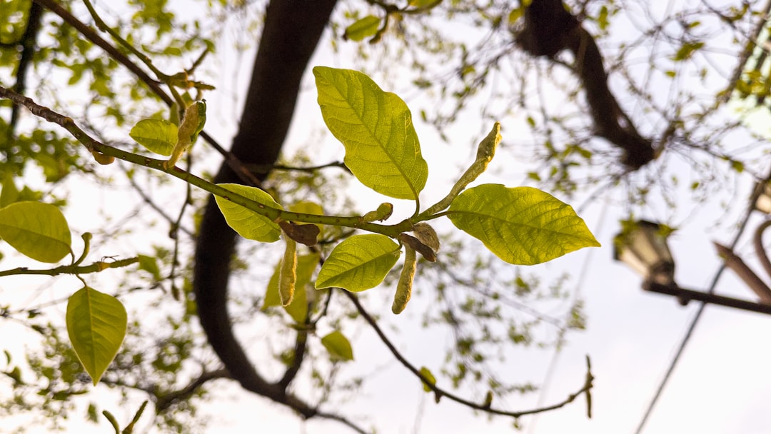 green leaves on brown tree branch