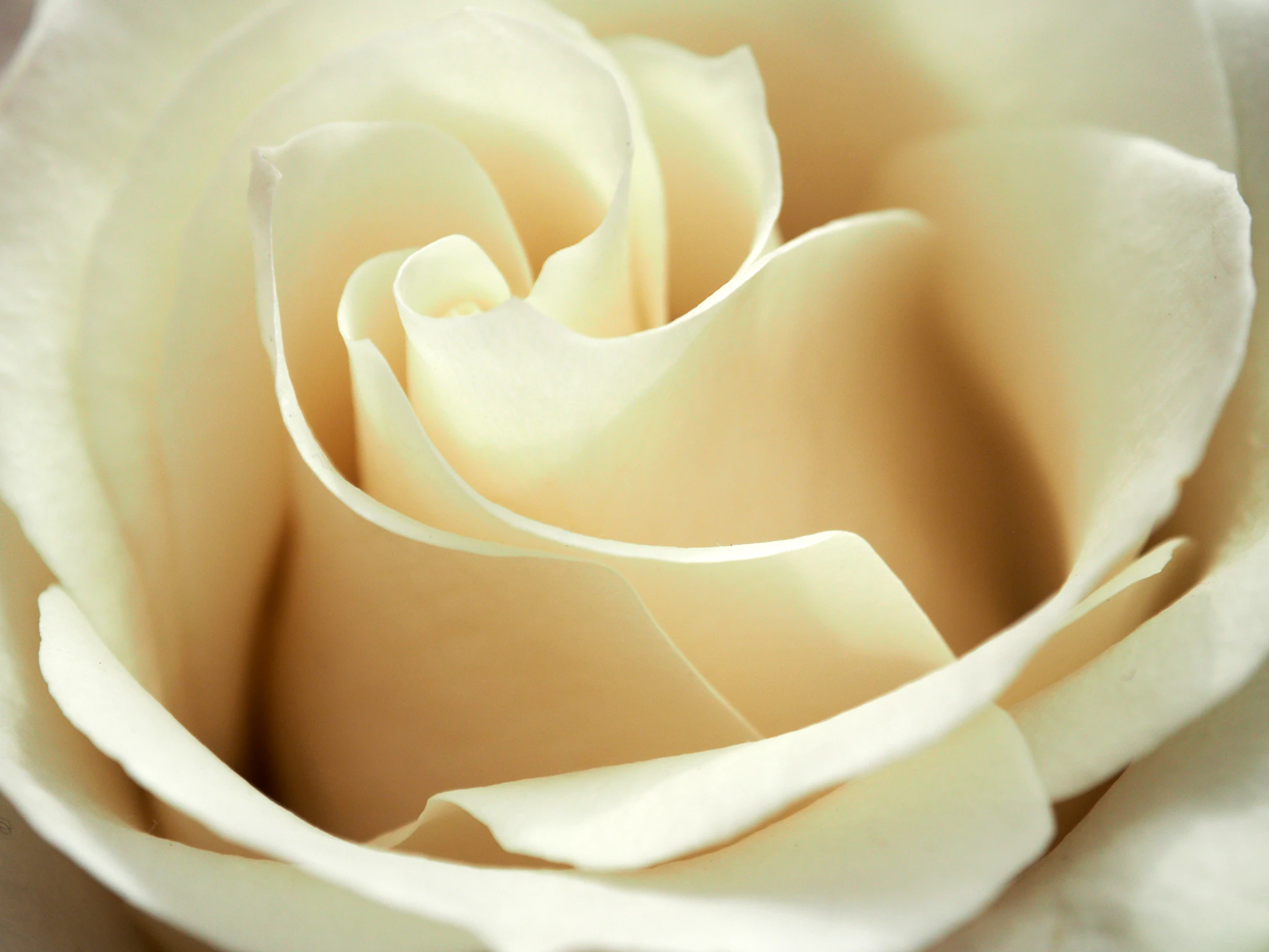 A white rose photographed in close detail
