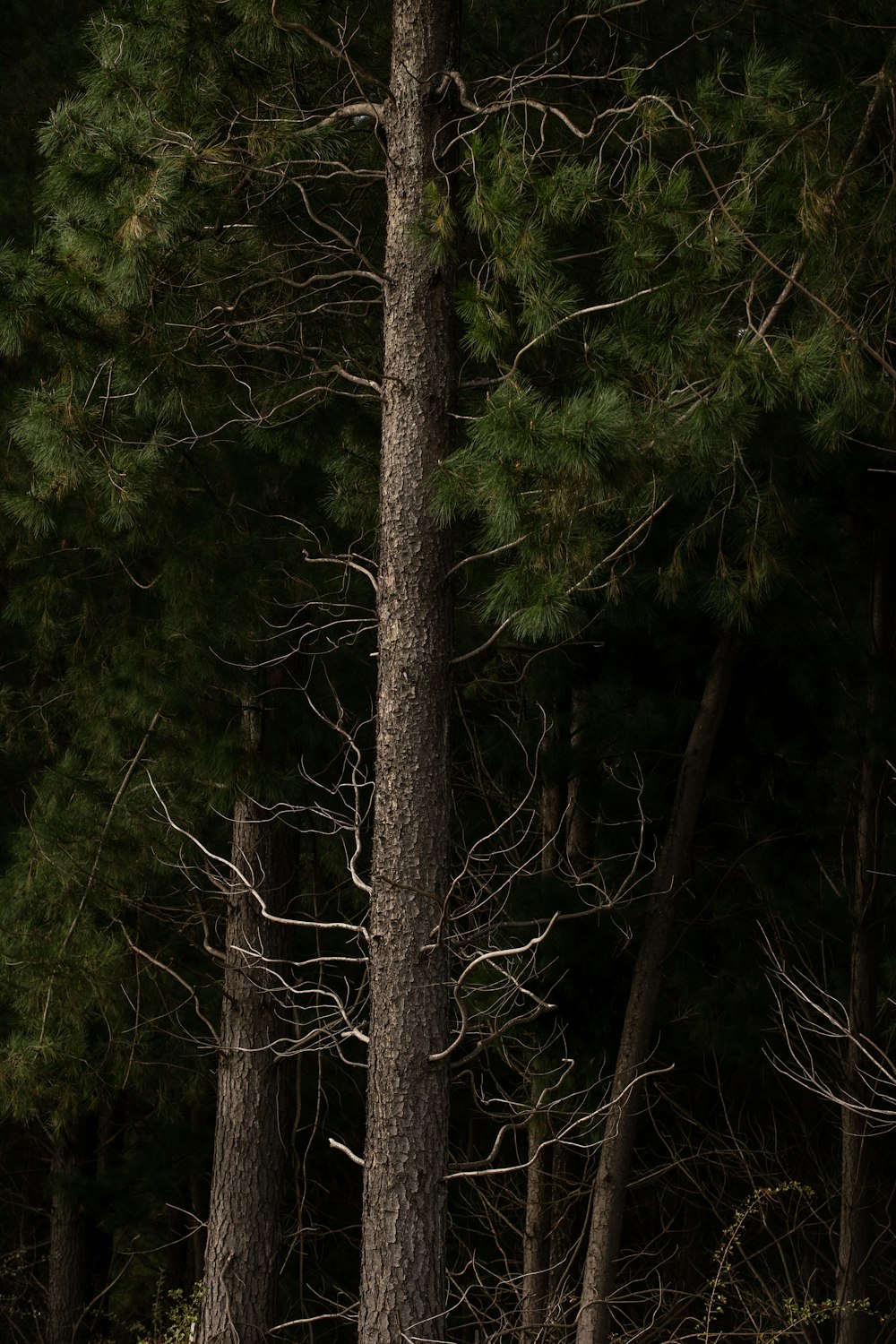 green trees on forest during daytime