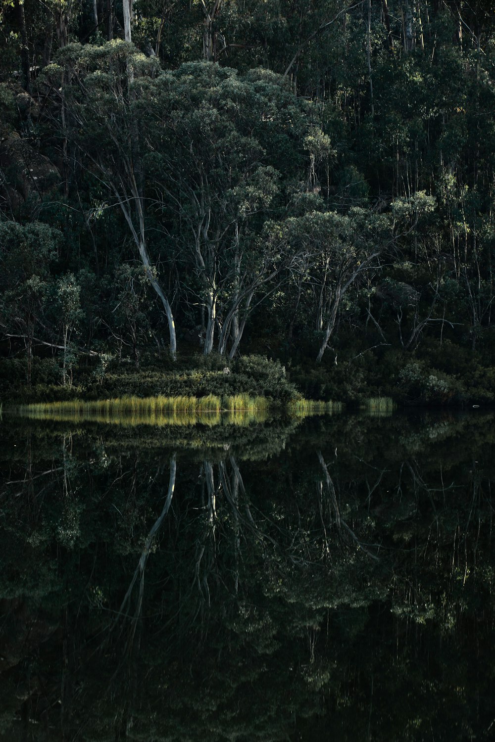 green trees beside body of water during daytime