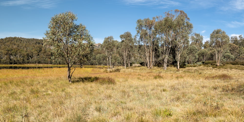 green trees on brown grass field under blue sky during daytime