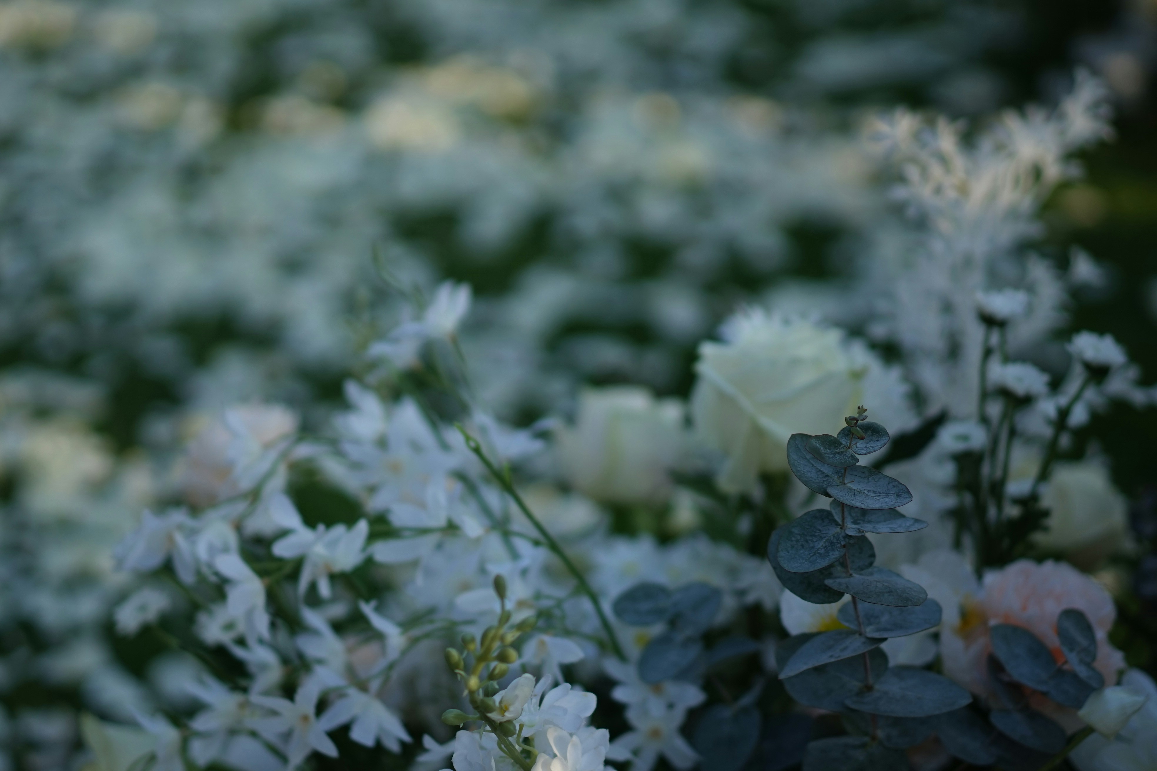 Photo by xiaoyulifish
