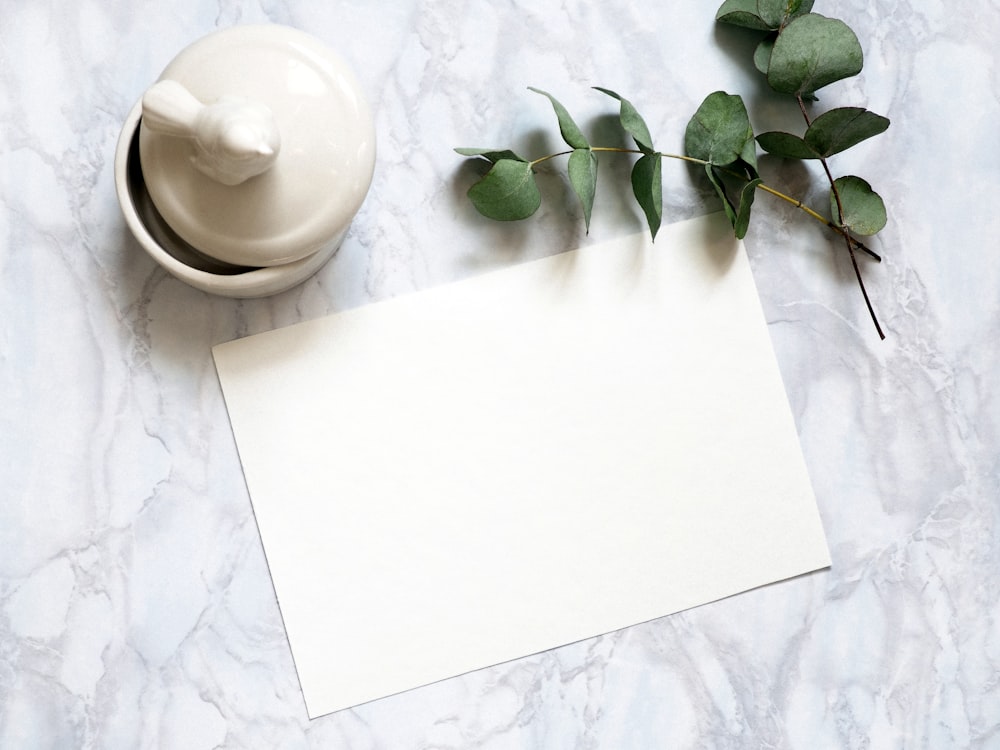 green plant on white ceramic plate