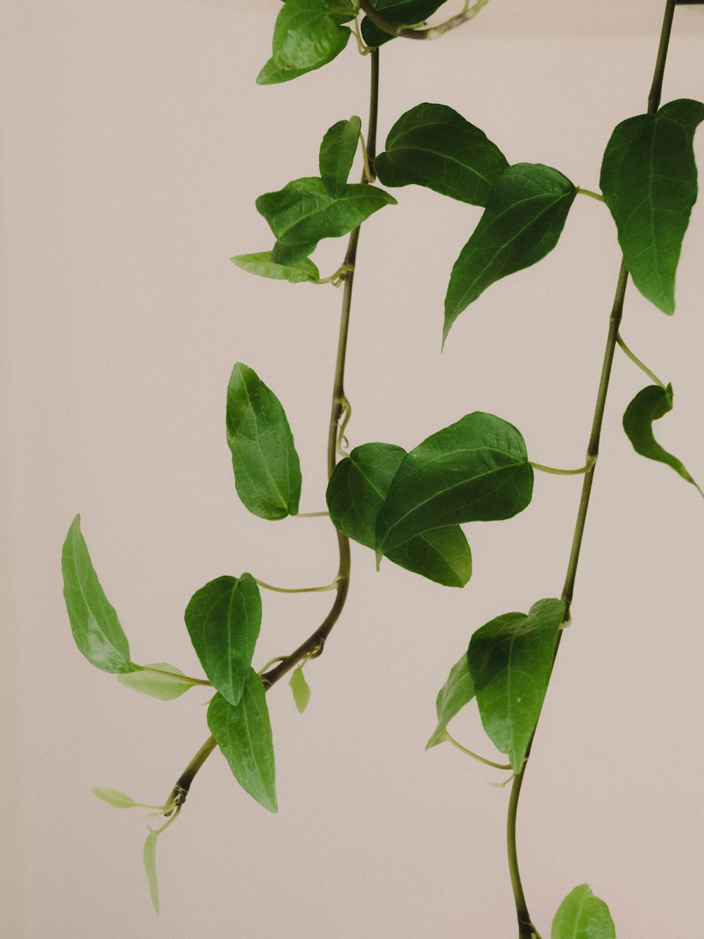 green leaves on white wall