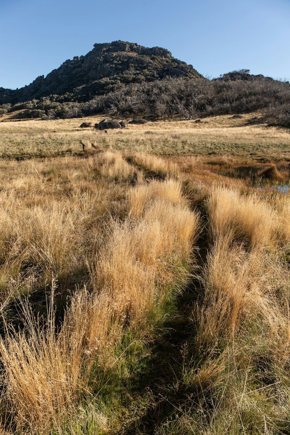 campo de grama marrom perto da montanha durante o dia