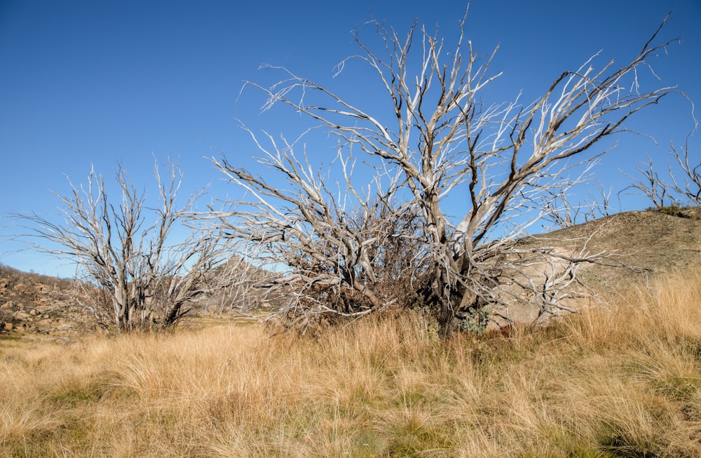 leafless tree on brown grass field during daytime