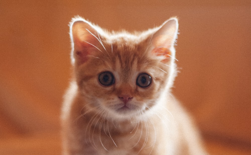 オレンジ色のぶち猫のクローズアップ写真