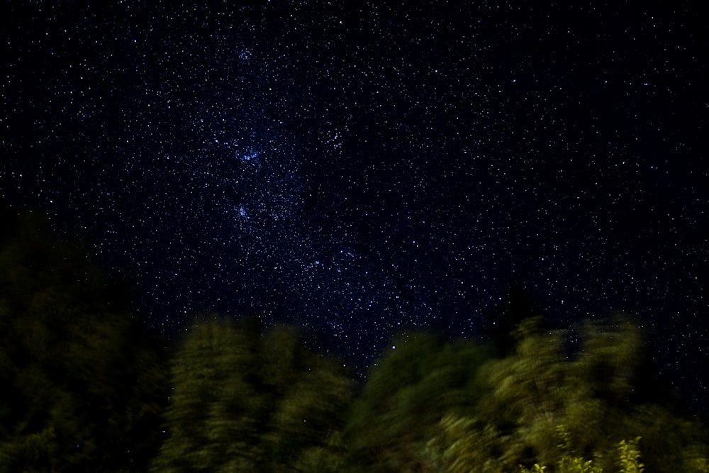 green trees under blue sky during night time