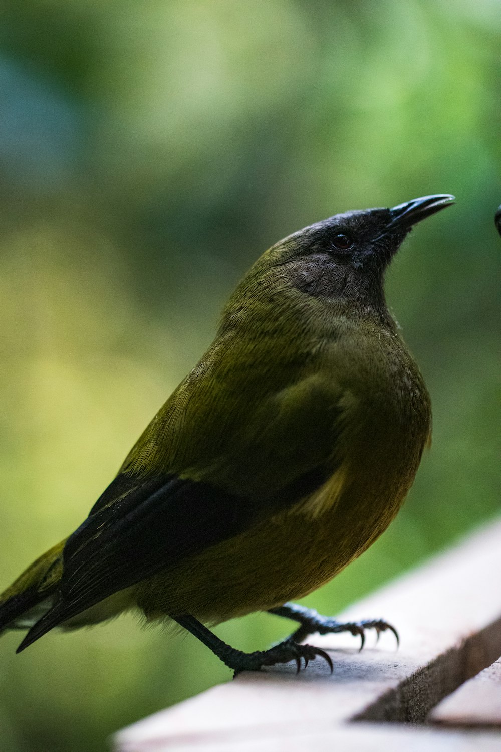 brown and black bird on white surface