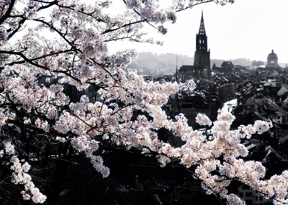 white cherry blossom tree near city buildings during daytime