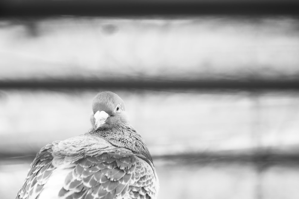 grayscale photo of bird on tree branch