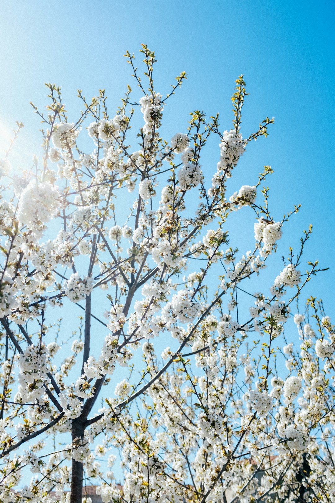 white cherry blossom under blue sky during daytime