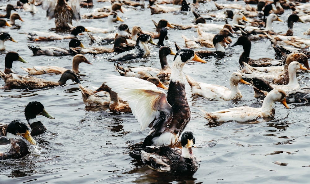 flock of geese on water during daytime