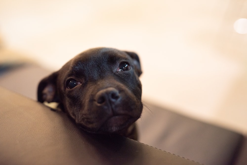 黄色い布地に横たわる黒いショートコートの犬