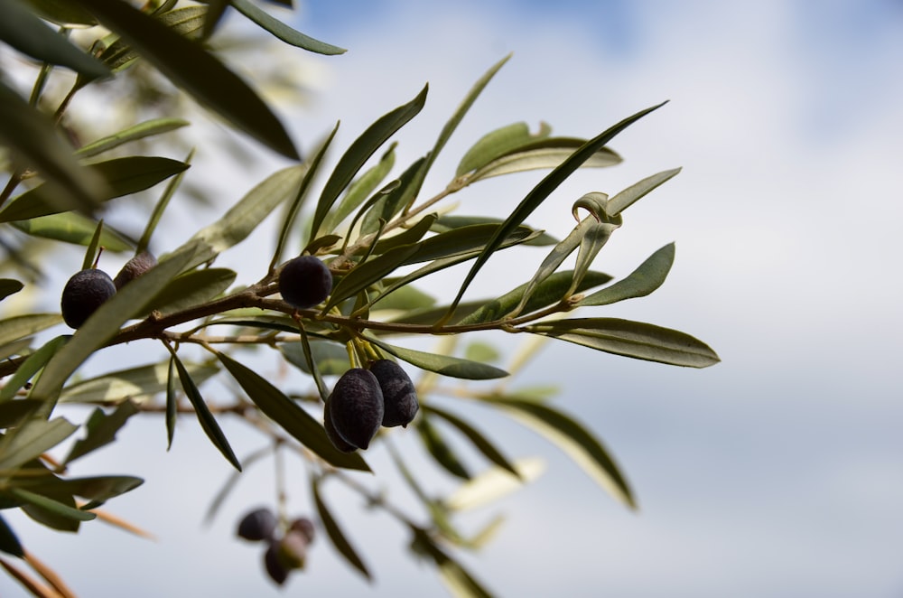 feuilles vertes avec des fruits ronds noirs